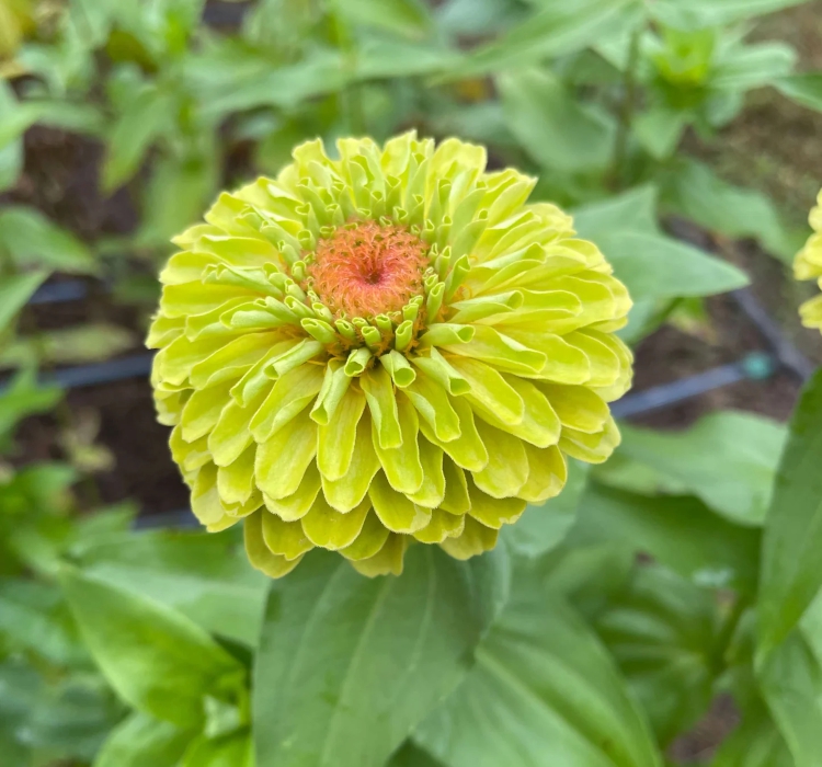 Zinnia%20-%20Kirli%20Hanım%20Tohumu%20(%20Dev%20çiçekli,%20Uzun%20Boylu%20)%20-%20Lime%20Renkli%20-%205%20Tohum
