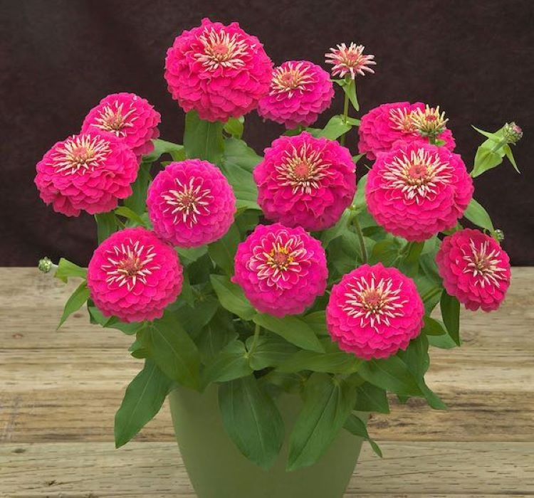 Zinnia%20(%20Kirli%20Hanım%20)%20Büyük%20Geniş%20Çiçekli%20-%20PEMBE (%205%20Tohum%20)