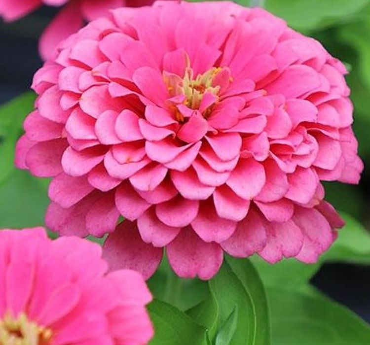 Zinnia%20(%20Kirli%20Hanım%20)%20Büyük%20Geniş%20Çiçekli%20-%20PEMBE (%205%20Tohum%20)