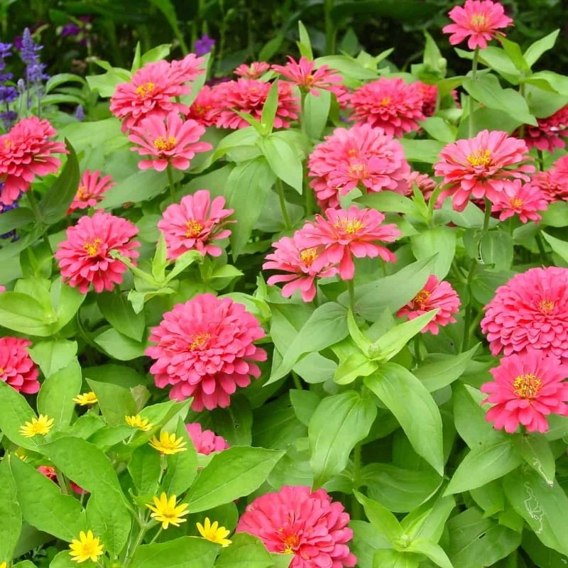 Zinnia%20Bodur%20Seri%20Pembe%20Renk%20-%20Saksılık%205%20Tohum