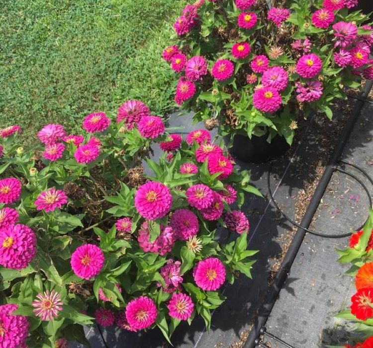 Zinnia%20(%20Kirli%20Hanım%20)%20Büyük%20Geniş%20Çiçekli%20-%20PEMBE (%205%20Tohum%20)
