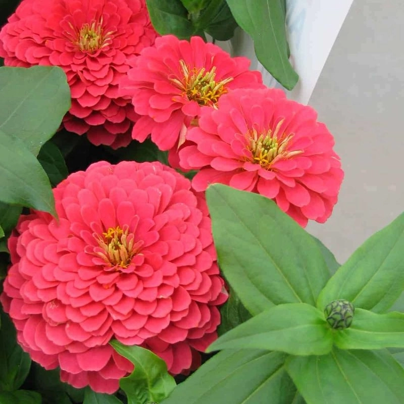 Zinnia%20Bodur%20Seri%20Pembe%20Renk%20-%20Saksılık%205%20Tohum