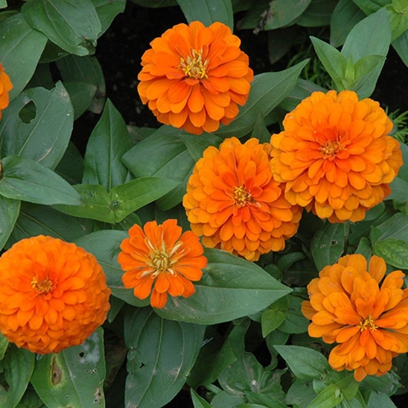 Zinnia%20Bodur%20Seri%20Turuncu%20Renk%20-%20Saksılık%205%20Tohum