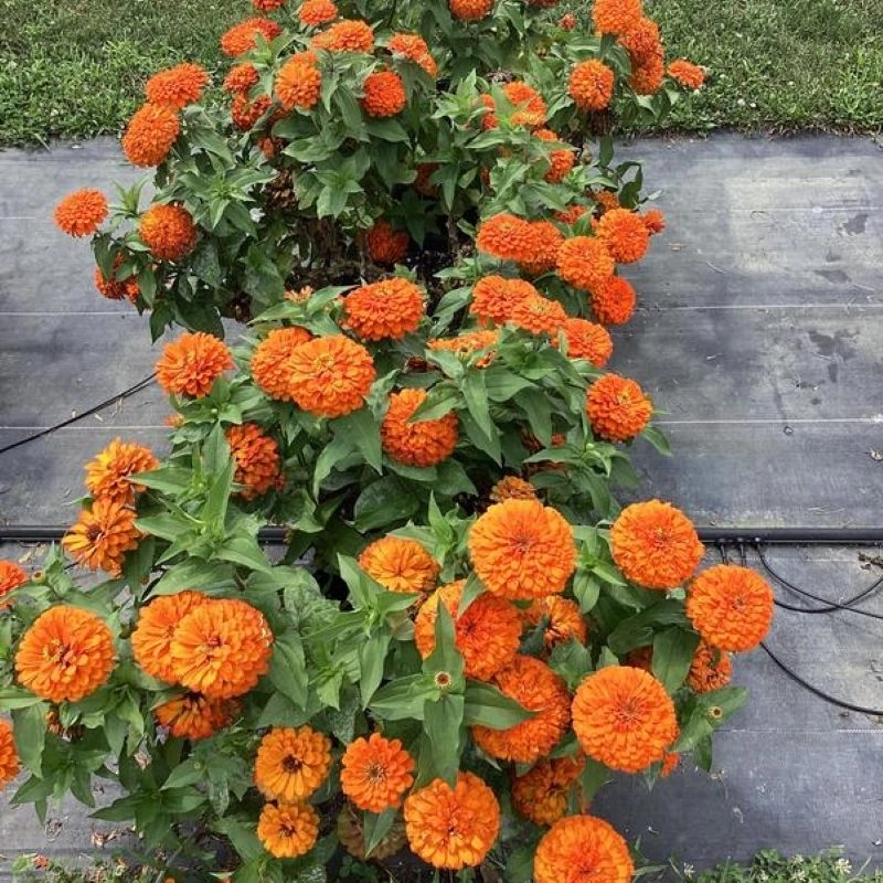 Zinnia%20Bodur%20Seri%20Turuncu%20Renk%20-%20Saksılık%205%20Tohum