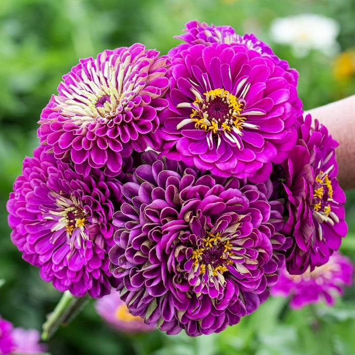 Zinnia%20Bodur%20Seri%20Viyolet%20Renk%20-%20Saksılık%205%20Tohum